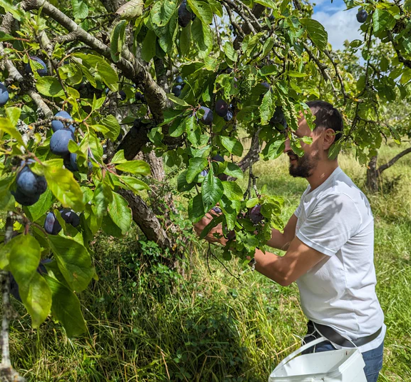 Fruits of the Forage Fig Chutney