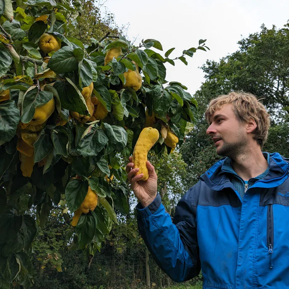Fruits of the Forage Quince Preserve